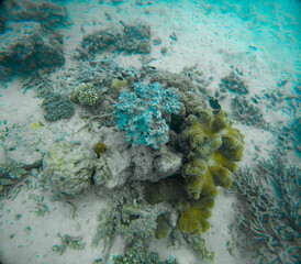 Underwater Photography: Blue Branching Stony Coral at the Coral Sea, the Great Barrier Reef, Norman Reef Australia © Beautiful World