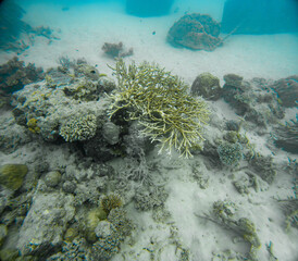 Underwater Photography: Branching Stony Coral at the Coral Sea, the Great Barrier Reef, Norman Reef Australia © Beautiful World