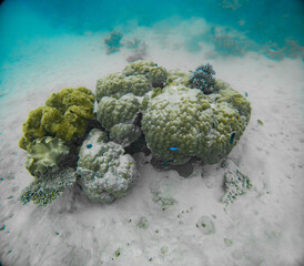 Underwater Photography: Dome Shaped Stony Coral at the Coral Sea, the Great Barrier Reef, Norman Reef Australia © Beautiful World