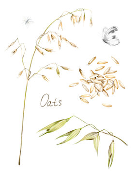 Watercolor hand drawn set of oat stalks, seeds and spikelet, butterfly, moth, isolated on white background. Detailed botanical clipart for food packaging, menu and nature design