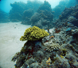 Underwater Photography: Cauliflower Coral, Brush Coral at the Great Barrier Reef, Norman Reef Coral Sea Australia © Beautiful World