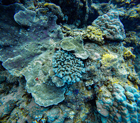 Underwater Photography: Blue Corals at the Coral Sea, the Great Barrier Reef, Norman Reef Australia © Beautiful World