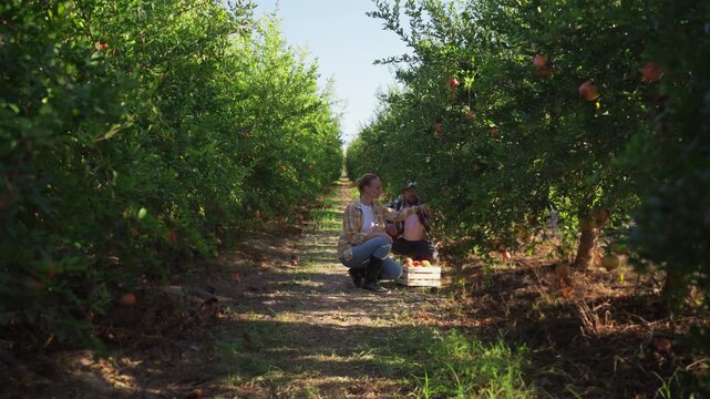 Two farmers harvesting ripe organic pomegranates in sunny orchard, inspecting fresh fruit crop and packing harvest into wooden crates during bright autumn working day