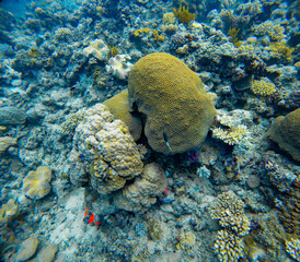 Underwater Photography: Diploastrea Coral at the Coral Sea, the Great Barrier Reef, Norman Reef Australia © Beautiful World