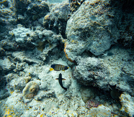 Underwater Photography: Royal Angelfish at the Coral Sea, the Great Barrier Reef, Norman Reef Australia © Beautiful World