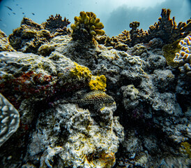 Underwater Photography: Honeycomb grouper / Dwarf-spotted Grouper at the Coral Sea, the Great Barrier Reef, Norman Reef Australia © Beautiful World