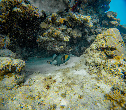 Underwater Photography: Titan Triggerfish, Giant Trigger Fish at the Coral Sea, the Great Barrier Reef, Norman Reef Australia