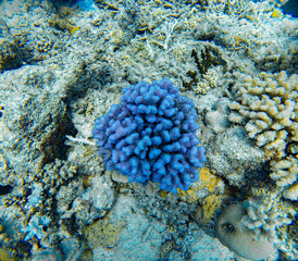 Underwater Photography: Blue small-polip stony Coral, at the Coral Sea, the Great Barrier Reef, Norman Reef Australia © Beautiful World