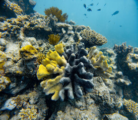 Underwater Photography: Branching Stony Coral, Cauliflower / Brush Coral, at the Coral Sea, the Great Barrier Reef, Norman Reef Australia © Beautiful World