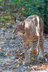Lynx in the forest © Janusz