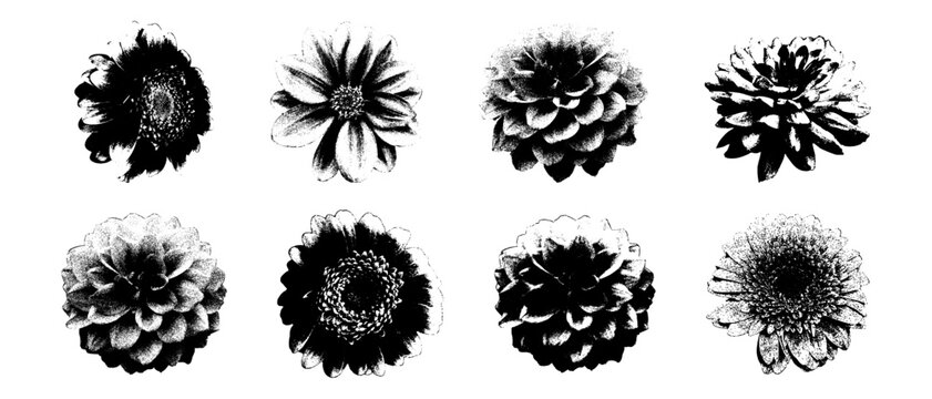 Grunge flower with halftone texture and vintage photocopy effect, black rose silhouette with grainy dots, retro collage aesthetic, Y2K floral art element isolated on white.