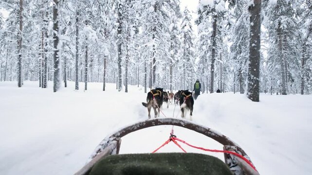 A team of huskies pulls a sled along a snow-covered trail through a quiet evergreen forest in Finnish Lapland, Finland, during the winter travel season.
