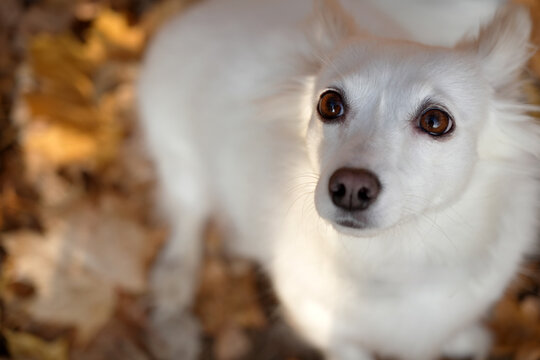 Close-up portrait of a small white dog looking up outdoors with autumn leaves in the background. Pets, animals, autumn, outdoors, nature