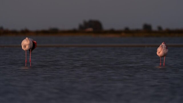 Two Resting Flamingos in Water at Dusk Timelapse