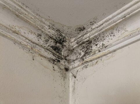 Black mold growth and water damage on cracked peeling ceiling crown molding in a damp home interior corner.