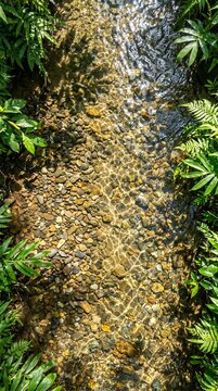 Clear stream flowing over pebbles surrounded by lush green ferns in sunlight.