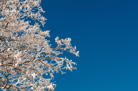 Branches of tree in snow against blue sky. Winter bottom up view background