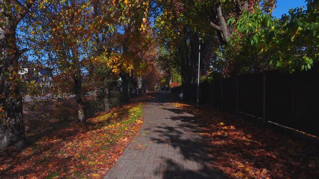 Camera moves forward along a brick paved pedestrian walkway covered with yellow and orange fallen leaves beside maple trees in Riga Latvia during a bright autumn day.
