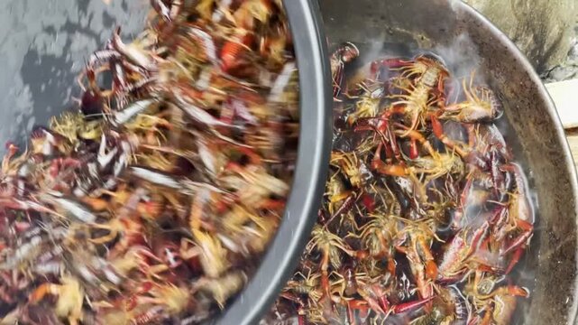 Fresh catch of red swamp crayfish Procambarus clarkii piled in a metal basin at Lake Bunyonyi in Kigezi, southwestern Uganda, handheld close up lowering