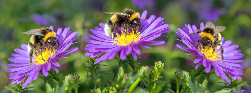 Bumblebee Bombus terrestris tree on flower