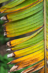 Close-up of vibrant green tropical fern leaves and lush botanical foliage in a forest © Anthony Lewis