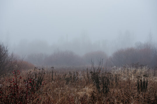 a hazy autumn scene: dense fog envelops bare shrubs and trees, muting their forms; a solitary utility pole rises faintly through the mist