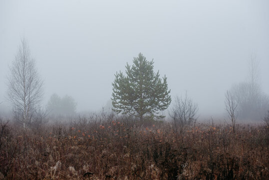 a misty field at dawn: dry grass and withered plants stretch across the landscape.