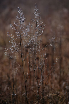  frost‑covered dried grass and withered plants