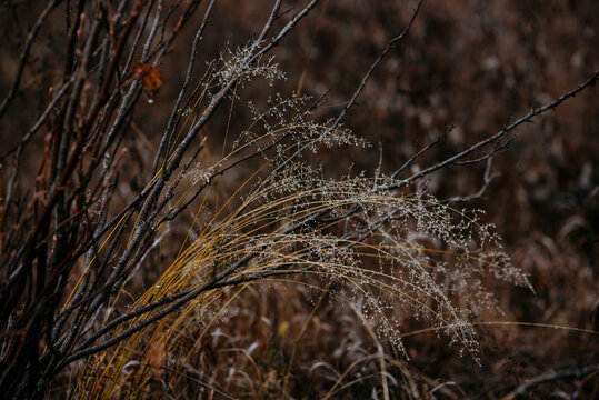  frost‑covered dried grass and withered plants