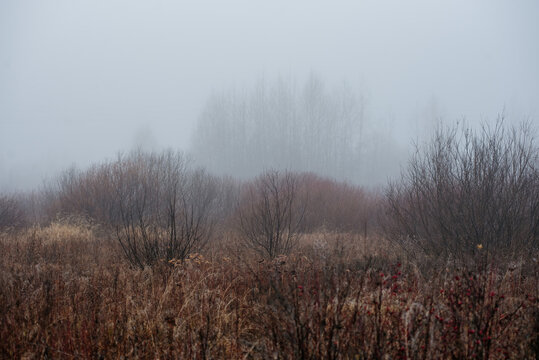 a misty field at dawn: dry grass and withered plants stretch across the landscape.