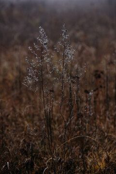  frost‑covered dried grass and withered plants