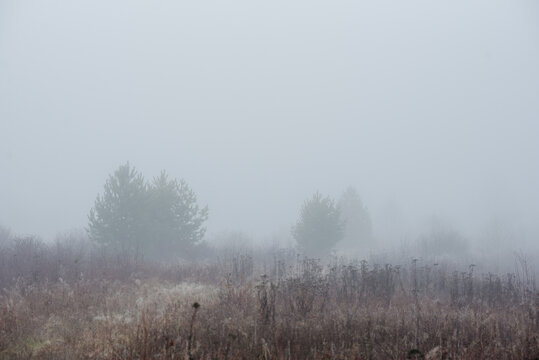 a misty field at dawn: dry grass and withered plants stretch across the landscape.