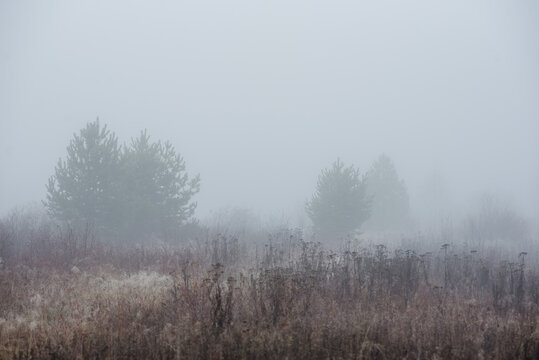 a misty field at dawn: dry grass and withered plants stretch across the landscape.