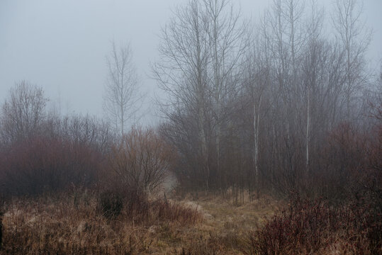 a misty field at dawn: dry grass and withered plants stretch across the landscape.