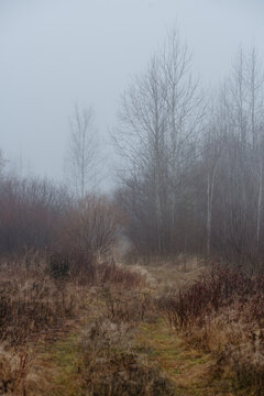 a misty field at dawn: dry grass and withered plants stretch across the landscape.