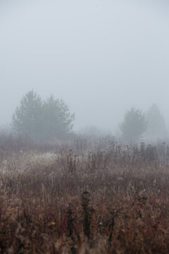 a misty field at dawn: dry grass and withered plants stretch across the landscape.