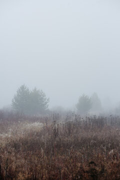 a misty field at dawn: dry grass and withered plants stretch across the landscape.