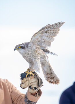Falcon hunting. Golden eagle close-up on the background of the sky. The bird of prey hunts its prey. The eagle sits on the trainer's hand. National tradition of Asia. Kazakhstan