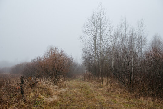 a misty field at dawn: dry grass and withered plants stretch across the landscape.