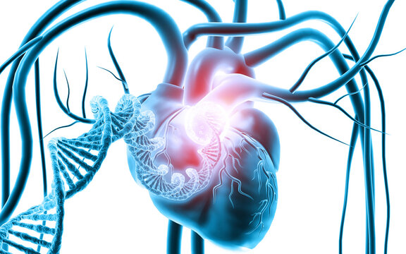 Detailed 3D human heart anatomy with DNA strand on white background, combining cardiovascular structure, genetics, biotechnology, and medical science.