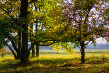 Magiczne kolory jesieni na Podlasiu, Polska © podlaski49