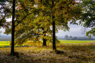 Magiczne kolory jesieni na Podlasiu, Polska © podlaski49