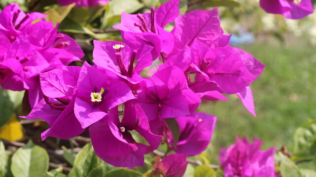 Adobe Stock Title English
Vibrant Magenta Bougainvillea Flowers Blooming in a Tropical Garden with Green Leaves
