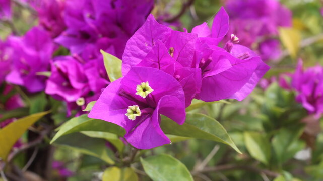 Adobe Stock Title English
Vibrant Magenta Bougainvillea Flowers Blooming in a Tropical Garden with Green Leaves
