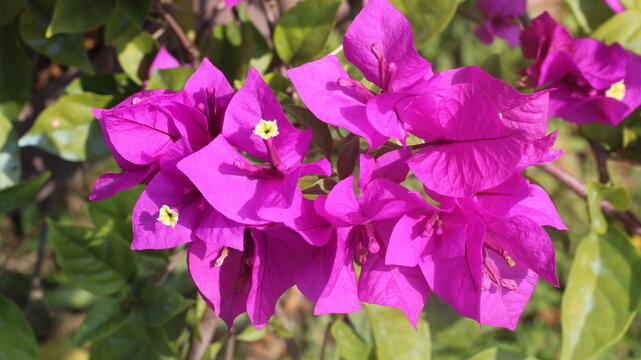 Adobe Stock Title English
Vibrant Magenta Bougainvillea Flowers Blooming in a Tropical Garden with Green Leaves
