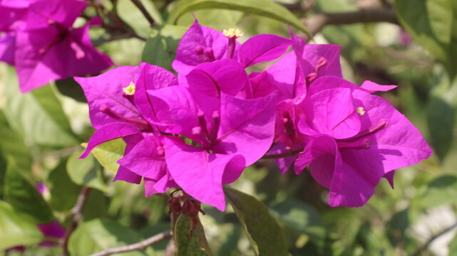 Adobe Stock Title English
Vibrant Magenta Bougainvillea Flowers Blooming in a Tropical Garden with Green Leaves
