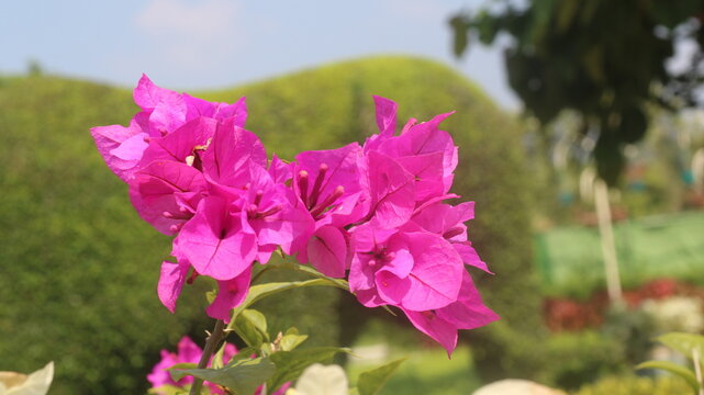 Adobe Stock Title English
Vibrant Magenta Bougainvillea Flowers Blooming in a Tropical Garden with Green Leaves
