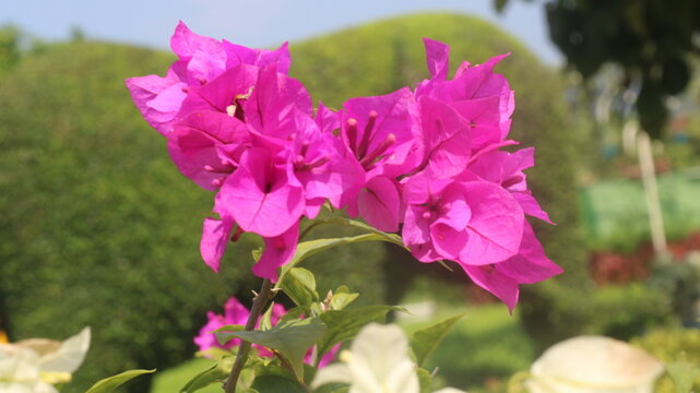 Adobe Stock Title English
Vibrant Magenta Bougainvillea Flowers Blooming in a Tropical Garden with Green Leaves
