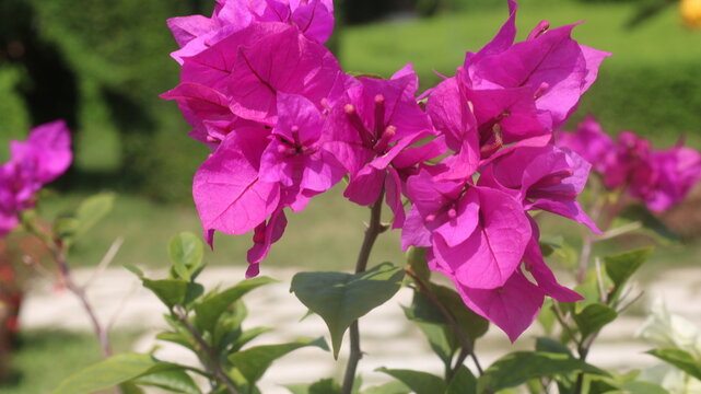 Adobe Stock Title English
Vibrant Magenta Bougainvillea Flowers Blooming in a Tropical Garden with Green Leaves
