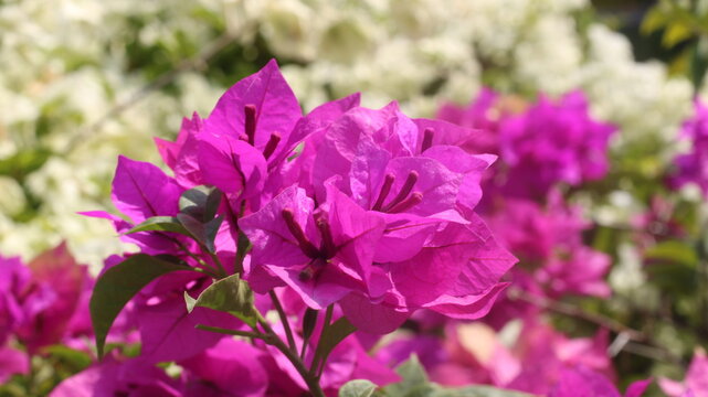 Adobe Stock Title English
Vibrant Magenta Bougainvillea Flowers Blooming in a Tropical Garden with Green Leaves
